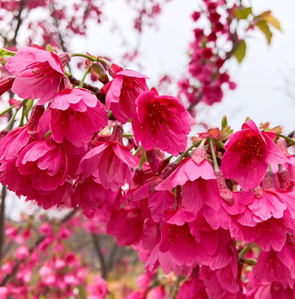 櫻花最早來源於哪裏？是中國原生品種嗎？
