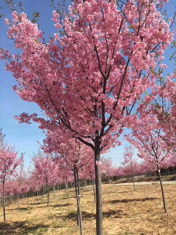 櫻花樹多少錢一棵？最新櫻花樹市場價格