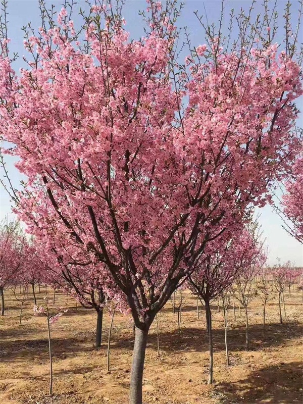 櫻花樹多少錢一棵？最新櫻花樹市場價格