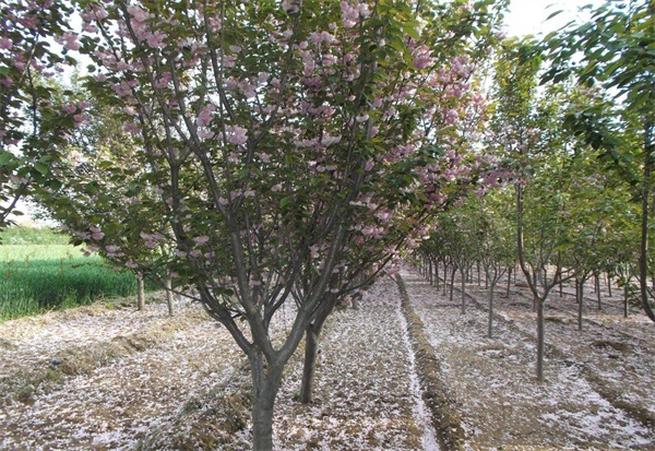 2020櫻花樹價格表，一株櫻花樹市場價格10～6500元