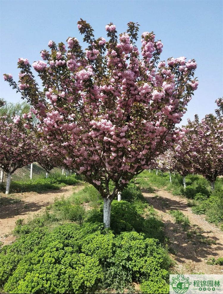 櫻花樹怎麽養？櫻花樹種植管理技術